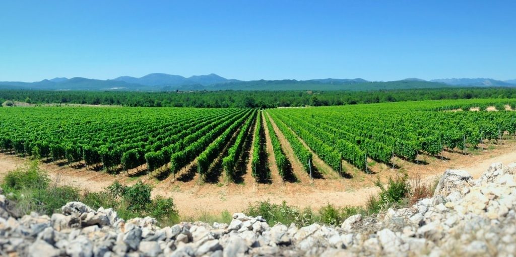 Herzegovina is a home to over 40 different winemakers.