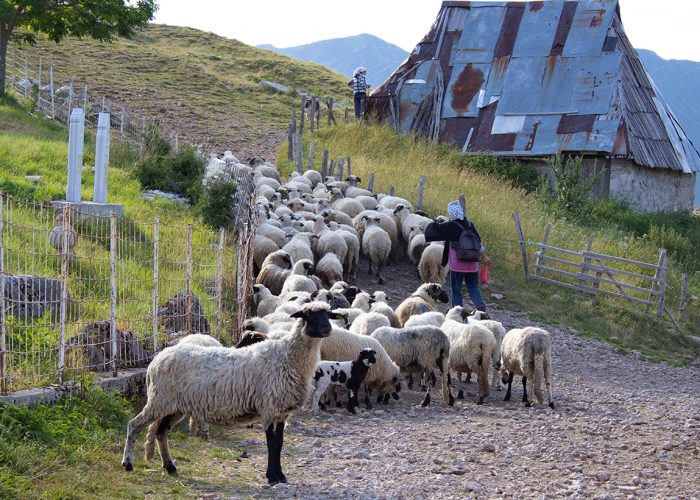 Lukomir village sheep