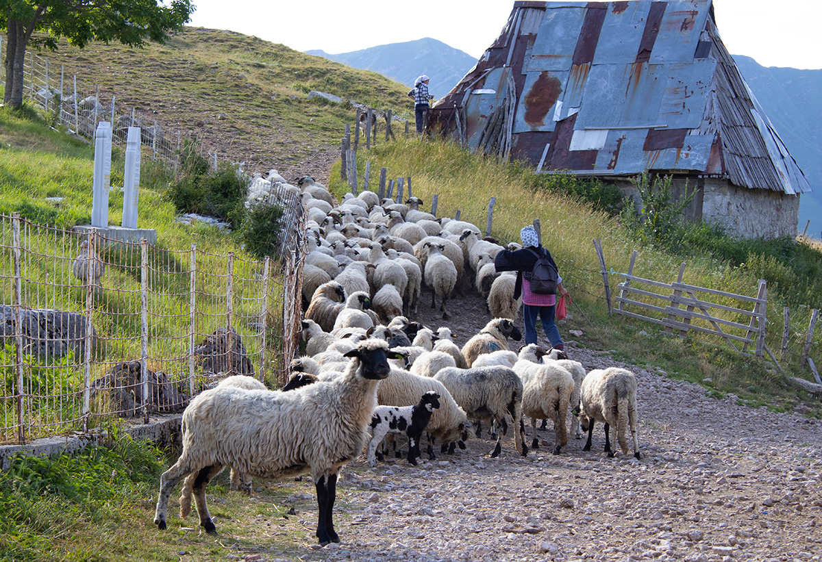 Lukomir village sheep