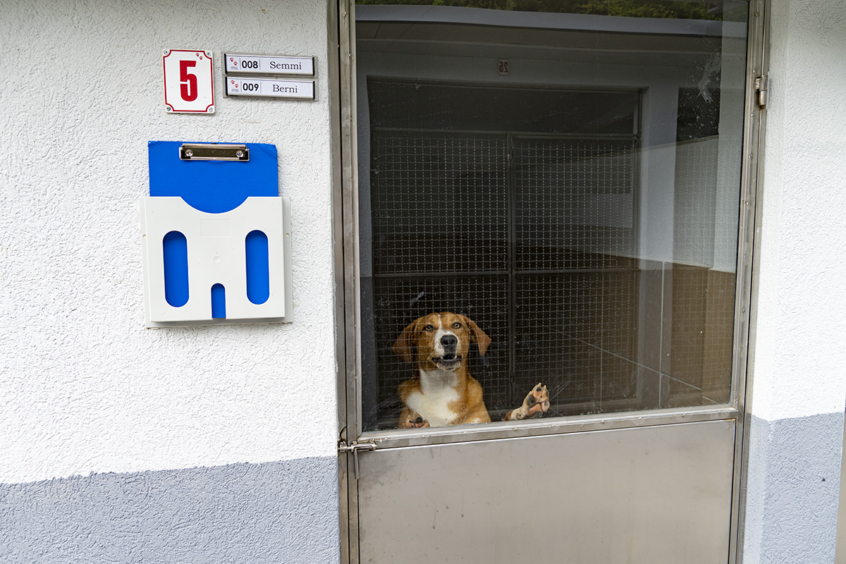 Animal Rescue Bosnia