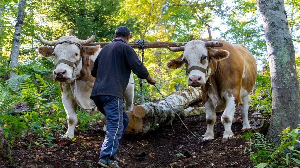 Oxen pulling the logs from the forest which are used during the heavy winter periods at Durmitor