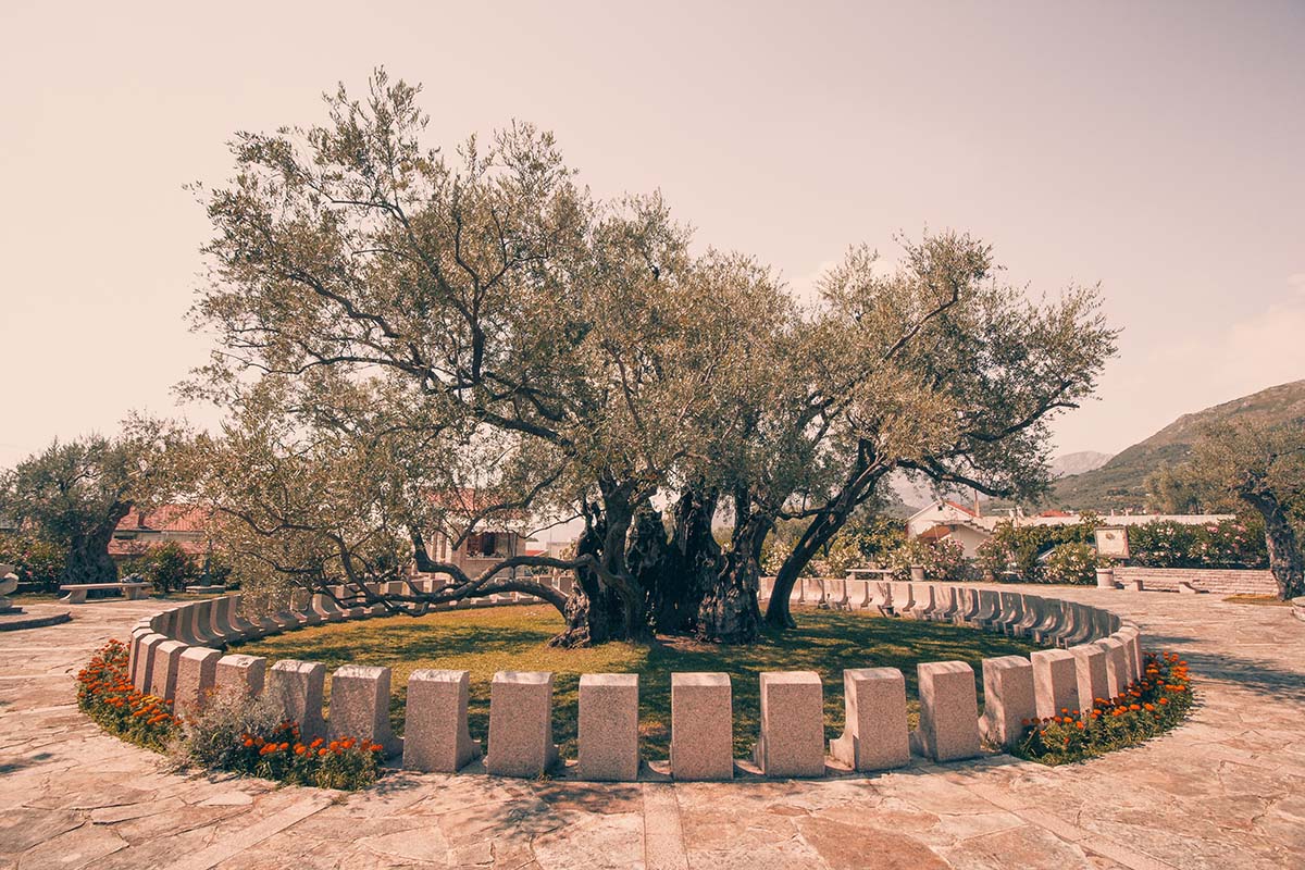 Stari Bar Olive Tree - Montenegro