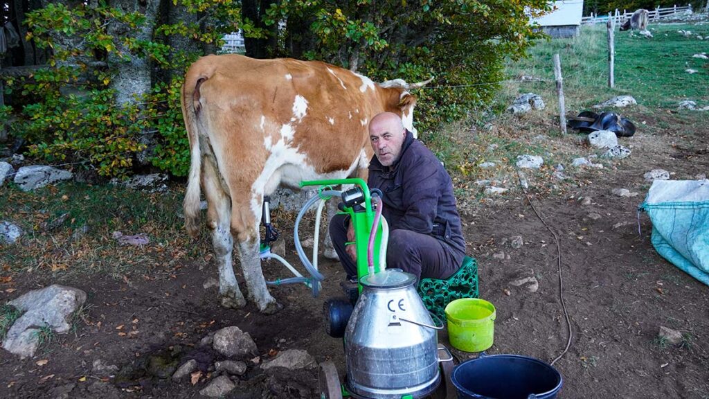 Cow milking - Durmitor National Park