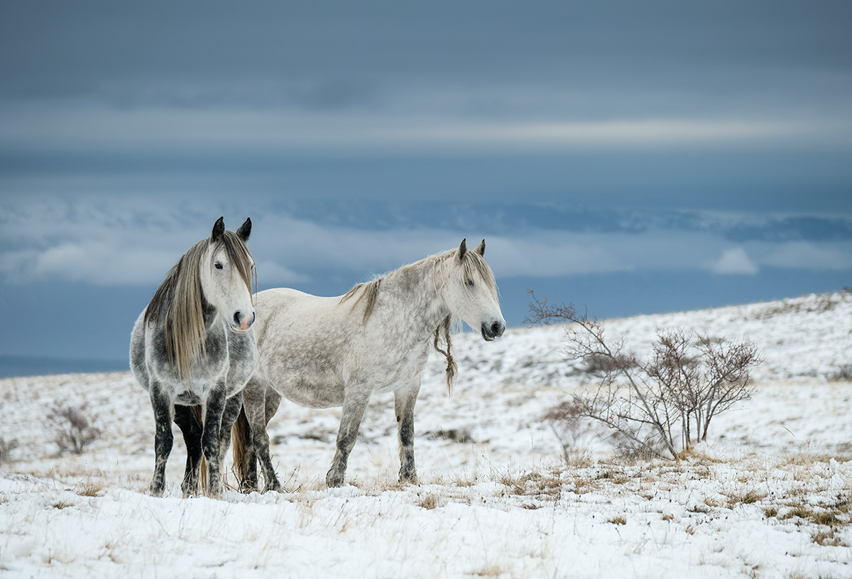 Beautiful Horses at Balkan mountains