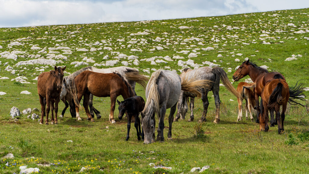 Socializing with Livno wild horses