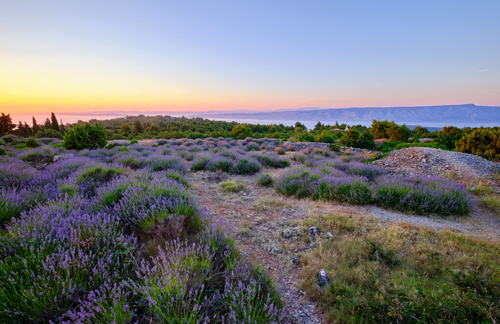 Lavender Fields at Hvar Island (Croatia)