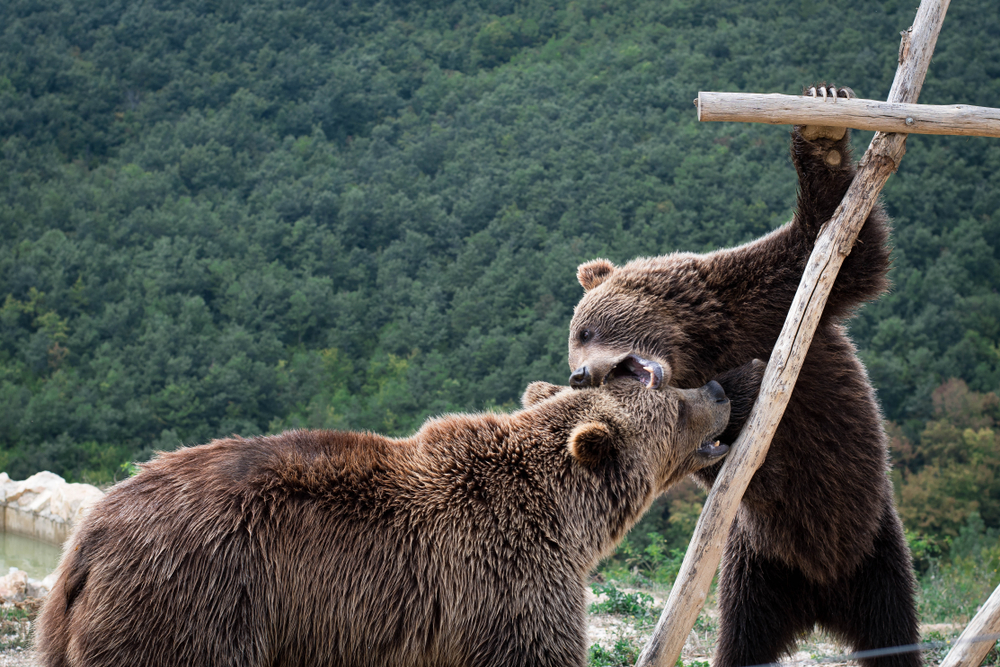 Bear Sanctuary,Kosovo
